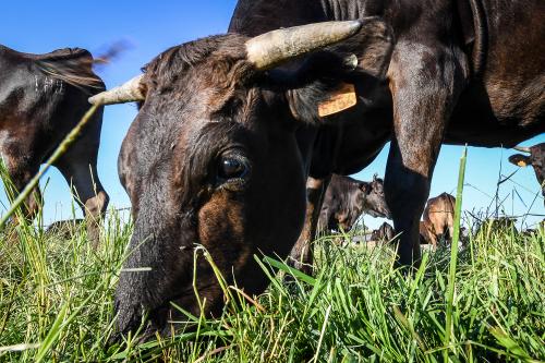 Nos fermes, Miyabi Groupe l'excellence du boeuf wagyu